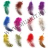 wm_feather0.jpg