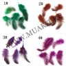 wm_feather1.jpg