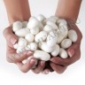 wm_silk_cocoons6.jpg