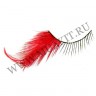 wm_half_feather_red0.jpg